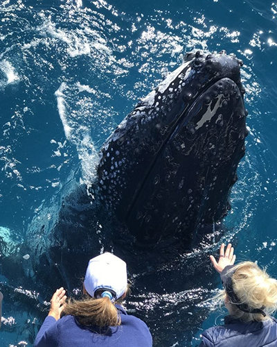 Whale watching Mirissa