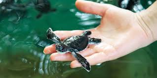  Sea Turtle Farm & Hatchery